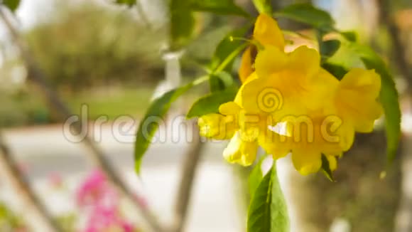 热带花园里一朵朵美丽的黄花视频的预览图