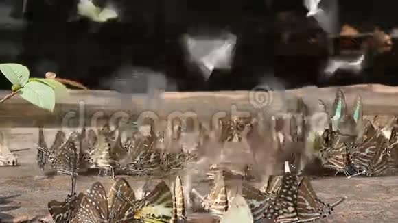 大自然中的一群蝴蝶滑球射击视频的预览图