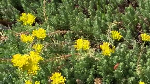 园林中生长着黄色多汁的花大黄蜂视频的预览图