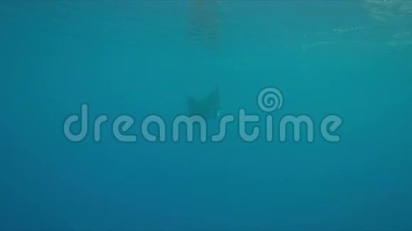 4k曼塔雷在蓝水中游泳视频的预览图