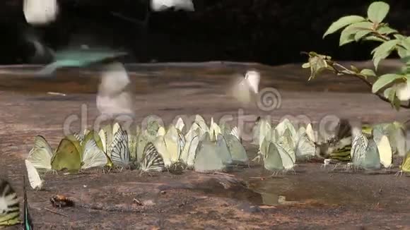 大自然中的一群蝴蝶滑球射击视频的预览图