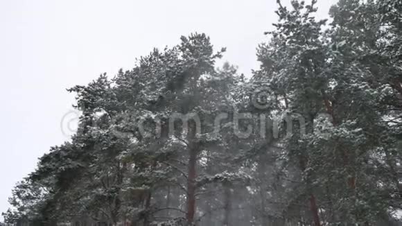 冬风暴林自然雪松林与雪景冬季美丽的圣诞树背景视频的预览图