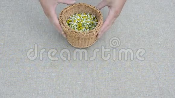 新鲜的药用草本甘菊开花收获视频的预览图