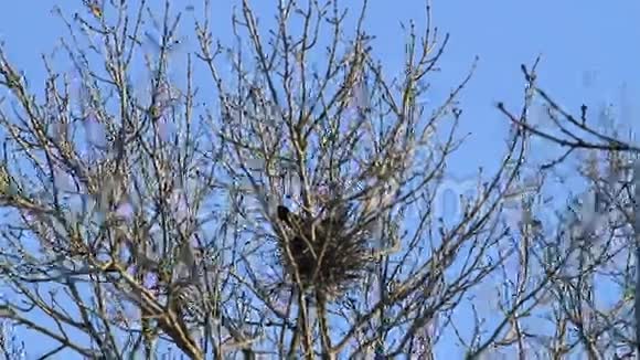 乌鸦乌鸦筑巢在树上春天甜蜜的家视频的预览图