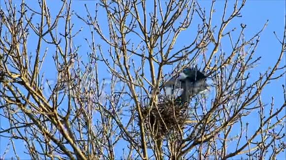 乌鸦乌鸦在树上筑巢春天甜蜜的家视频的预览图