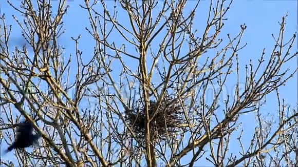 乌鸦乌鸦在树上筑巢春天甜蜜的家视频的预览图