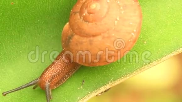 蜗牛在树叶上爬行视频的预览图