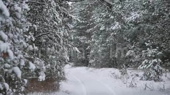 冬天的森林圣诞树雪中的松树冬天的大自然美丽的风景小径森林视频的预览图