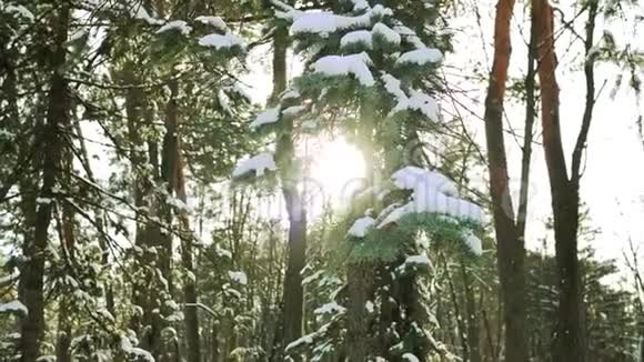 森林在冬天阳光明媚视频的预览图