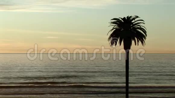 女王棕榈夕阳月光海滩视频的预览图