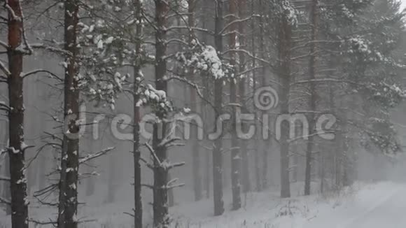 冬风暴林自然雪松林伴雪冬景美丽圣诞树背景视频的预览图