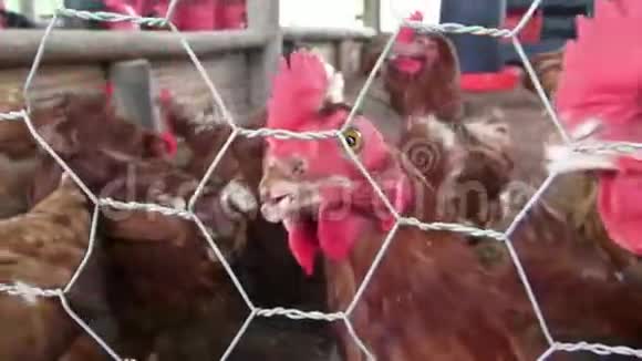 笼养鸡鸡动物权利视频的预览图