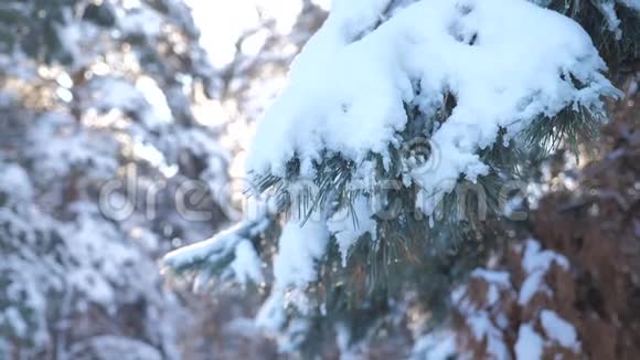 雪中的树木冬天的背景慢动作视频圣诞节常绿云杉树与新鲜的雪冰冻松松视频的预览图