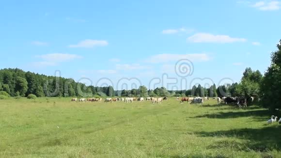 奶牛在森林附近的牧场上觅食视频的预览图