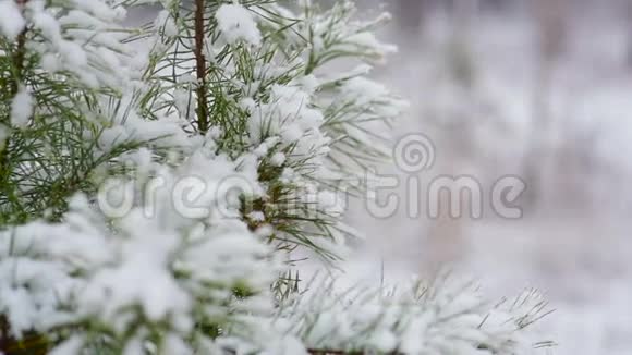 冬林下雪松枝视频的预览图