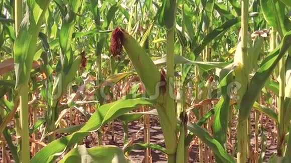 玉米地玉米农场稳定性绿草农业美国农业自然视频美国慢动作玉米农场视频的预览图