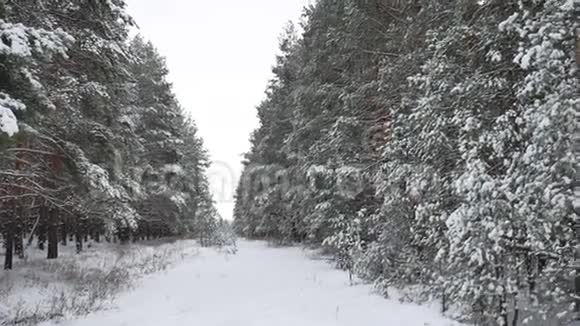 冬林圣诞树白雪中的松树冬日里大自然美丽的风景小道视频的预览图