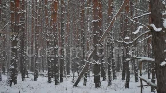 冬风暴天林雪松林与冬雪景观美丽的圣诞树背景视频的预览图