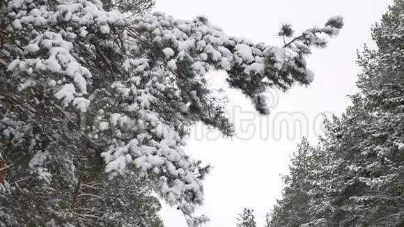 松树的圣诞树枝在雪地里随风摆动美丽的冬日风景林自然视频的预览图