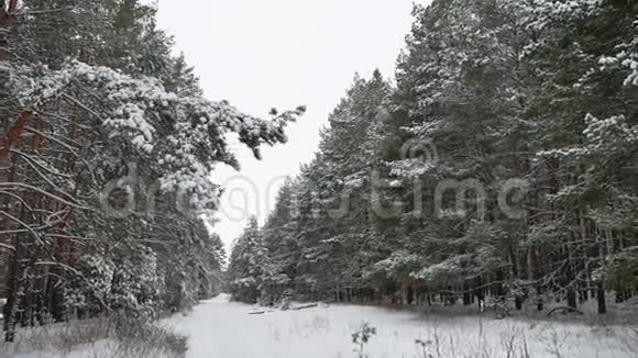 松树的圣诞树枝在雪地里随风摆动美丽的冬日风景自然森林视频的预览图