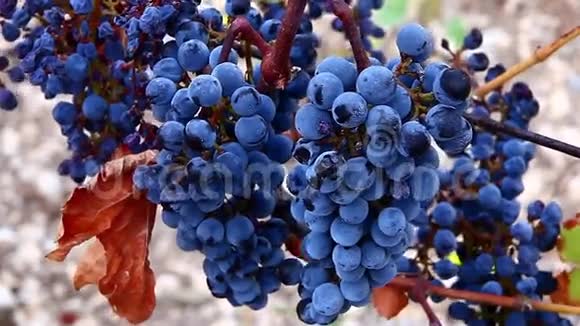 一串串的红酒葡萄挂着视频的预览图