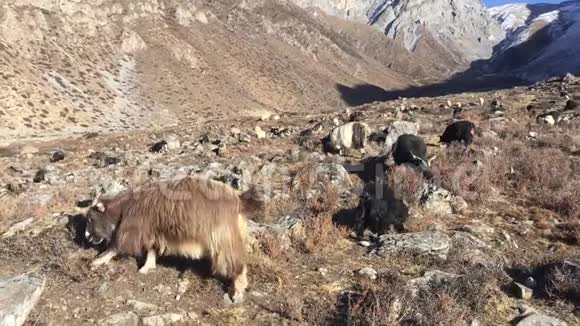 冬季尼泊尔野马区穆克蒂纳特山谷的山羊视频的预览图