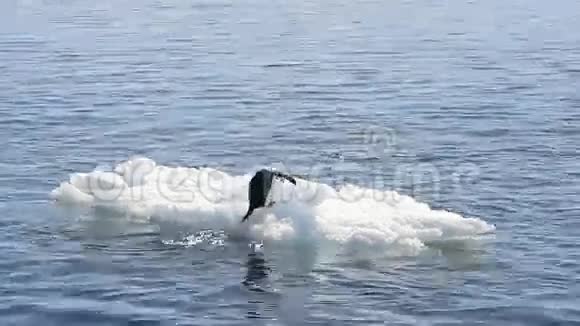 把企鹅绑在冰上视频的预览图