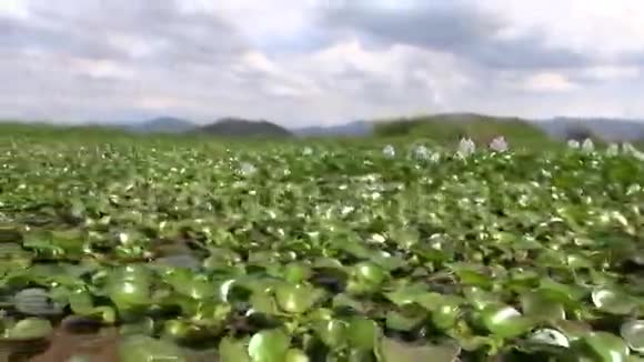 湖泊湿地淡水水体自然视频的预览图