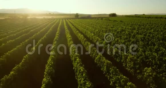 飞越蒂克维斯地区美丽的绿色葡萄园视频的预览图