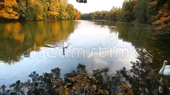池塘上的白色天鹅秋天自然风景视频的预览图