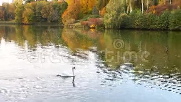池塘上的白色天鹅秋天自然风景视频的预览图