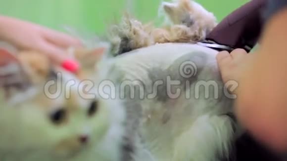 家用猫剃头特写镜头视频的预览图