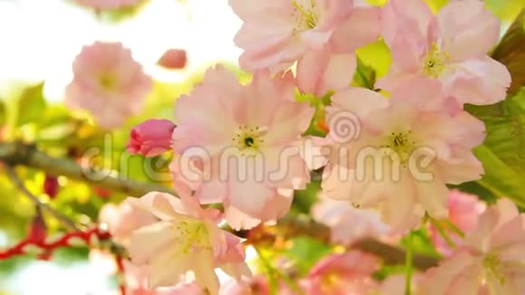 阳光明媚的日子里春暖花开视频的预览图