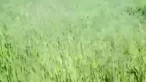 麦粒田自然背景视频的预览图