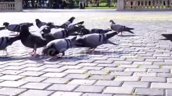 饥饿的鸽子成群结队地吃着面包视频的预览图
