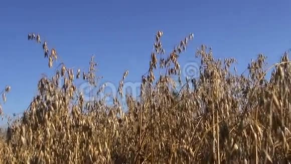 秋天的燕麦玉米田视频的预览图