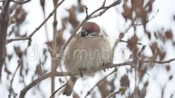 棕色麻雀坐在干燥的树枝上鸟在冬天的风上视频的预览图
