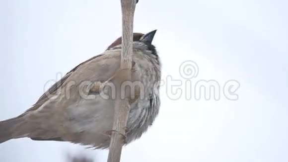 一只棕色的麻雀坐在干燥的树枝上冬天的风视频的预览图