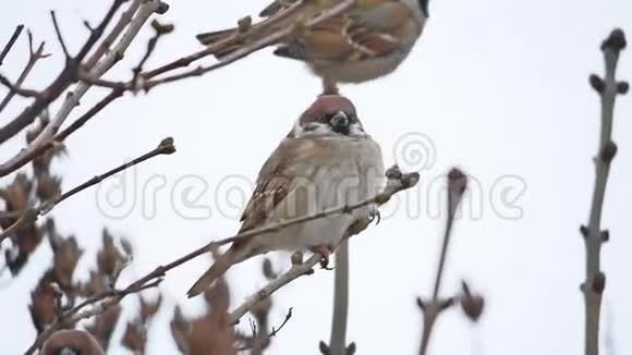棕色麻雀坐在干燥的树枝上冬天的鸟风视频的预览图