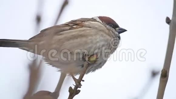 一只棕色麻雀坐在干燥的树枝上冬天的风视频的预览图
