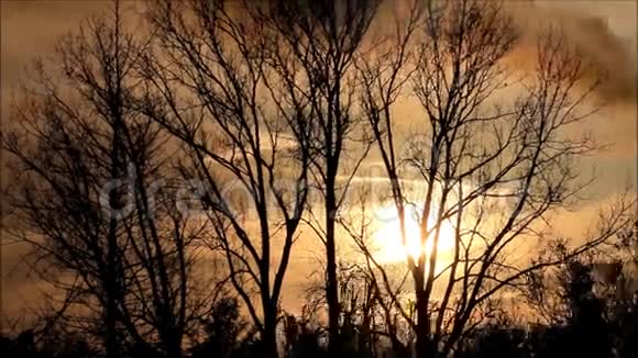 在树后面的自然中日落视频的预览图