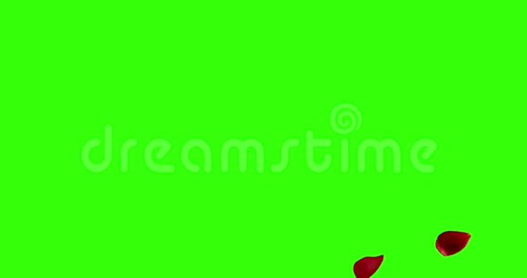 红玫瑰花瓣过渡水平飞流在色度键绿色屏幕背景与阿尔法通道假日爱情视频的预览图