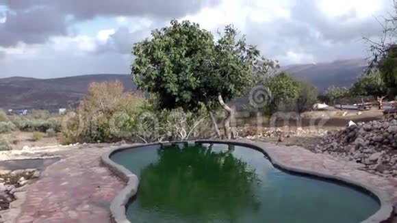 一棵树在旧池中的倒影视频的预览图