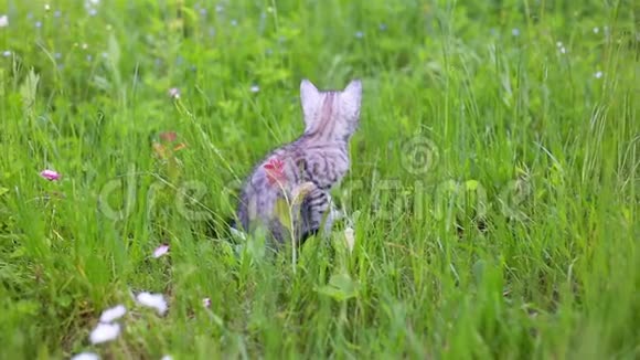 小玩灰猫在草地上玩耍和奔跑视频的预览图