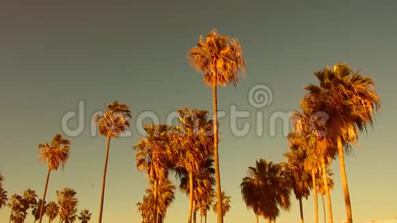 加州威尼斯海滩上空的棕榈树视频的预览图