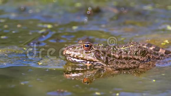 河中的绿蛙特写镜头水中蟾蜍画像脸与水草视频的预览图