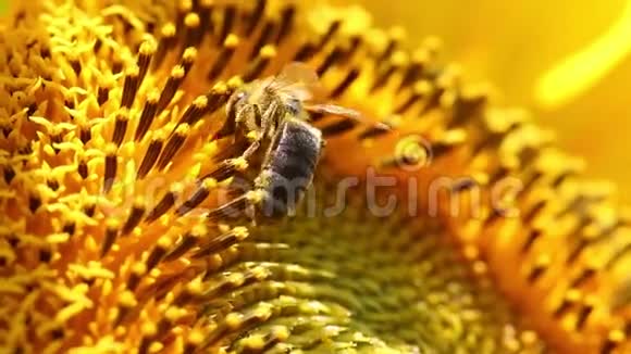 蜜蜂在向日葵中收集花粉视频的预览图