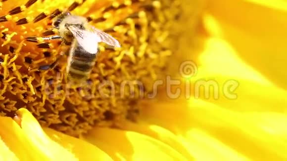 蜜蜂在向日葵中收集花粉视频的预览图