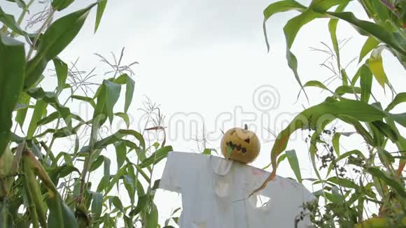 万圣节的庆祝活动一个拿着杰克灯笼的稻草人而不是站在玉米地里的头视频的预览图