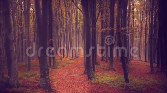 秋天森林中的雾和落叶视频的预览图
